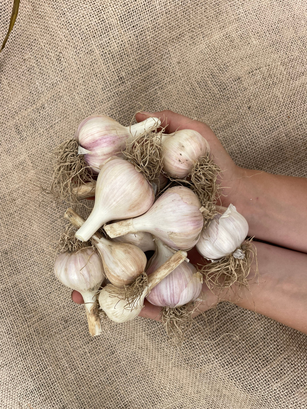 Hardneck Garlic - Variety Music.