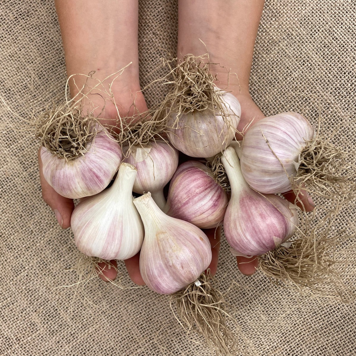 Hardneck Garlic - Variety Music.