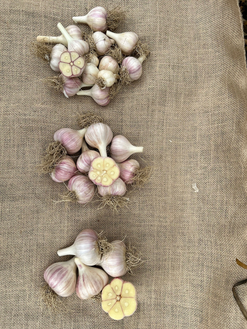 Hardneck Garlic - Variety Music.