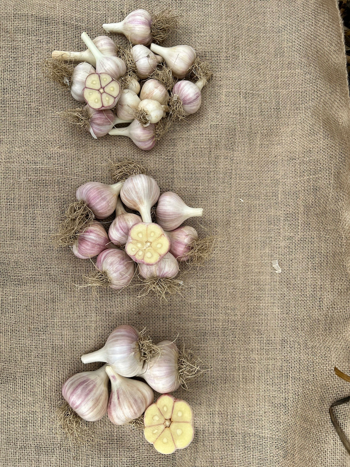 Hardneck Garlic - Variety Music.