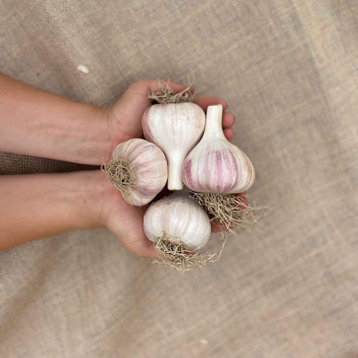 Hardneck Garlic - Variety Music.