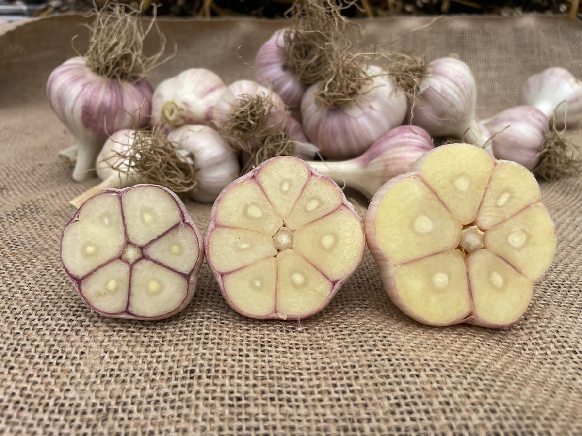 Hardneck Garlic - Variety Music.