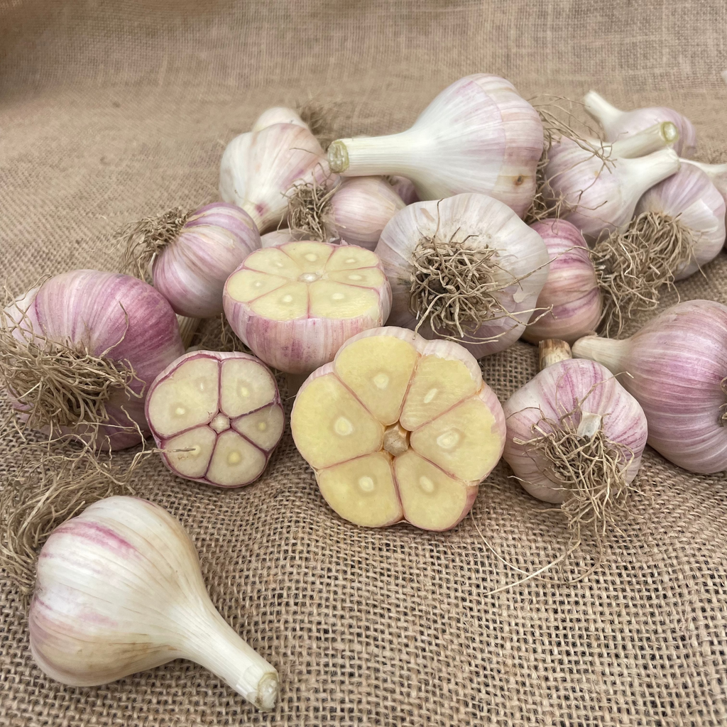 Hardneck Garlic - Variety Music.