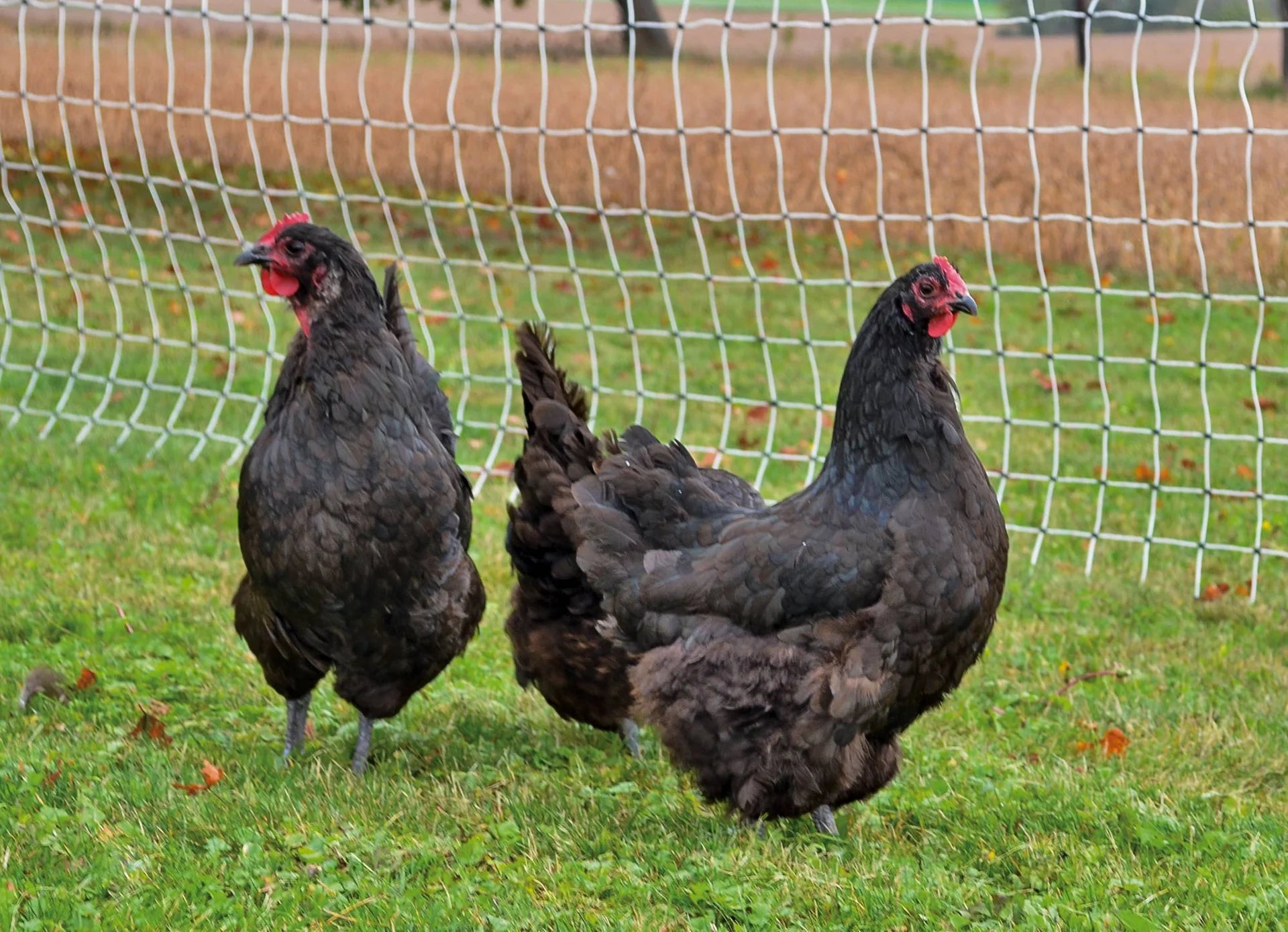 Fencer's Choice Poultry Electric Netting 14/48"/3½"