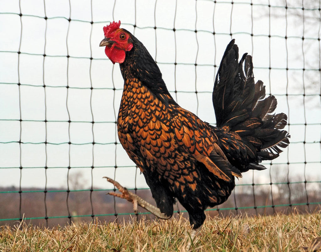 Fencer's Choice Poultry Electric Netting 14/48"/3½"
