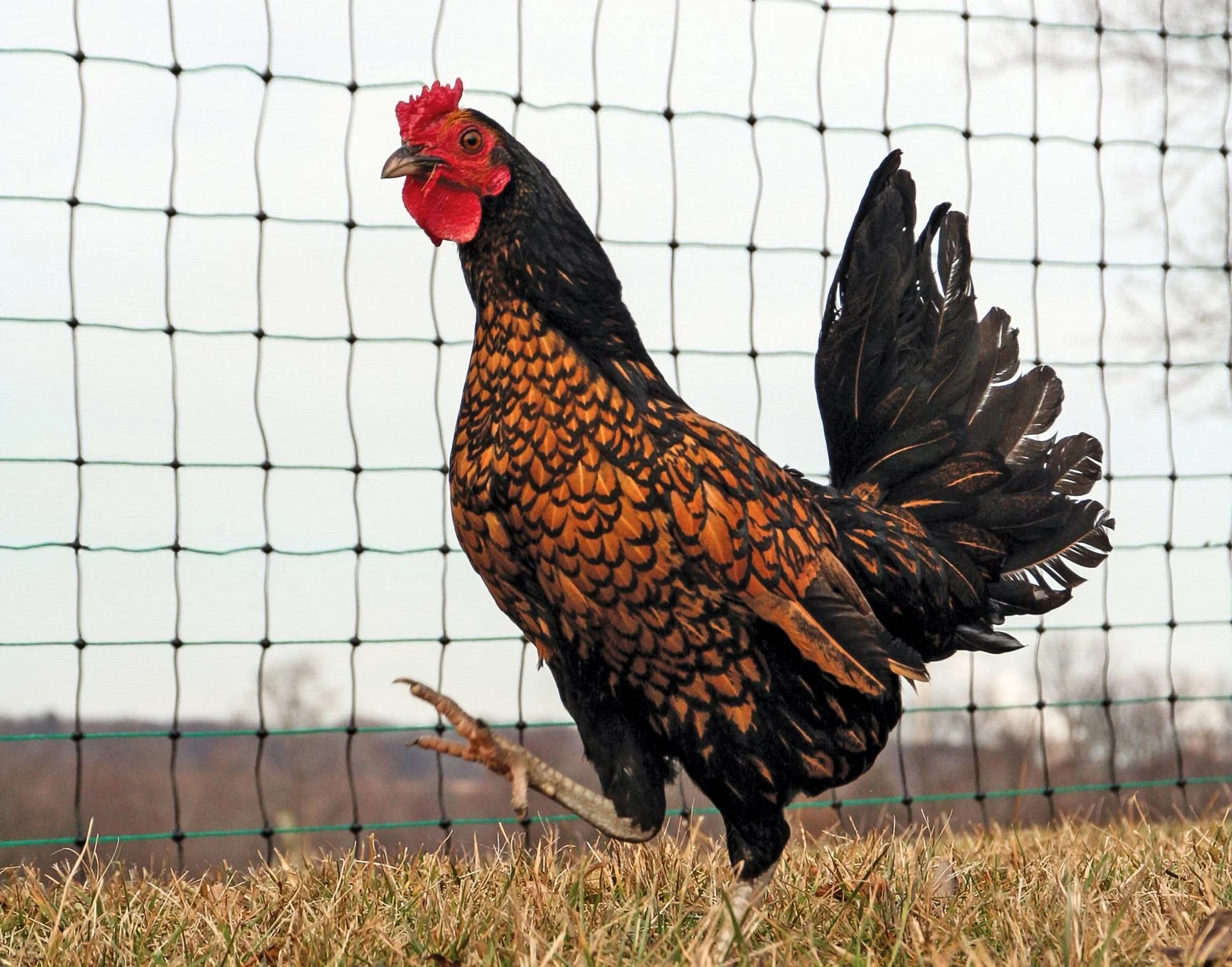 Fencer's Choice Poultry Electric Netting 14/48"/3½"